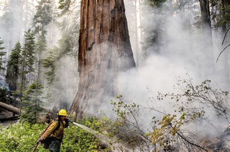 grove of giant sequoias threatened by california wildfire the boston