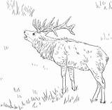 Elk Wapiti Rothirsch Ausmalbild Elch Malvorlagen Tule Justcoloringbook sketch template