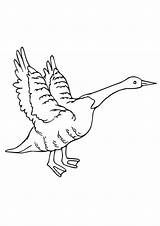 Gans Goose Ausmalbilder Geese sketch template