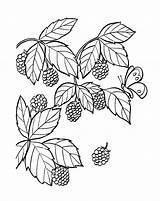 Blackberry Coloring Pages Print Coloringtop sketch template