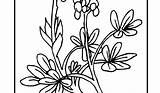 Bluebonnet Coloring Drawing Pages Flower Clipartmag Getcolorings Kids Getdrawings Bluebonnets sketch template