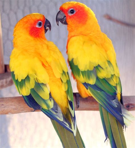 conure parrot related keywords suggestions conure parrot long tail