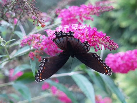 butterfly tree wallpapers images  pictures backgrounds