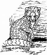 Coloring Cheetah Pages Baby Cub Colouring Cubs Library Printable Girls Clipart Popular Cheetahs Coloringhome Clip Cute sketch template