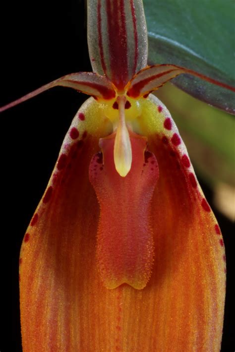 orchids  bloom restrepia cuprea