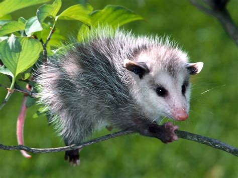 opossum amazing animal interesting facts   wildlife