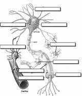 Neuron Label Nervous Anatomy Worksheet System Nerve Answer Key Cell Diagram Neurons Biology Physiology Brain Human Concept Map Biologycorner Blank sketch template