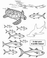 Tuna Yellowfin Coloring Fish Getdrawings Drawing sketch template