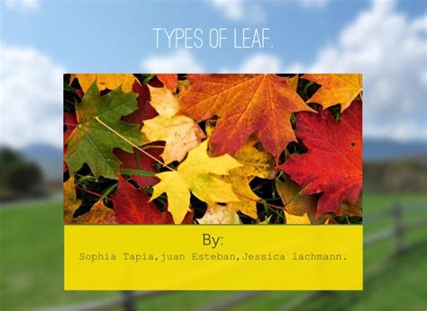 types  leaf  flowvella  software  mac ipad  iphone