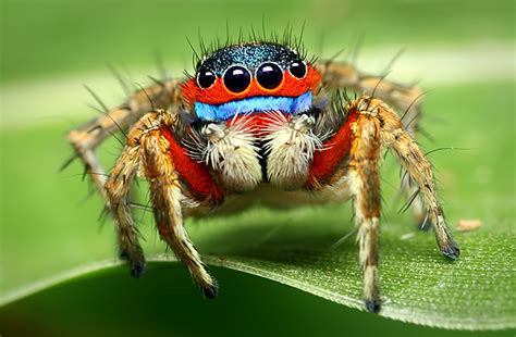 jumping spiders jump
