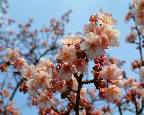 natural cherry blossom pictures   cherry blossom desktop wallpapers  desktop
