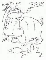 Hippo Hippopotamus Nilpferd Ausmalbilder Hippopotame Kolorowanki Coloringmates Coloriages Druku sketch template