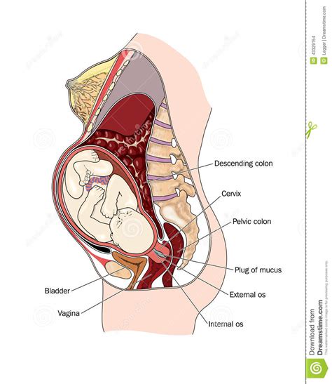 Cross Section Of Pregnant Woman Stock Vector Image 43329154