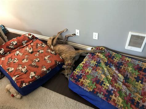 Bed Fail R Greyhounds