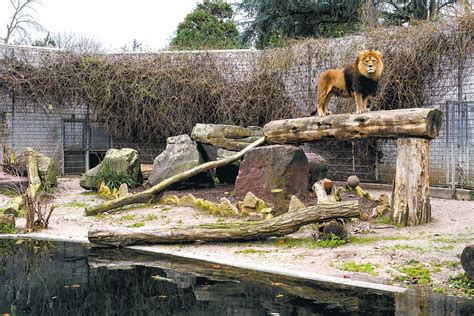 heidelberger zoo neues gehege bietet sechsmal mehr platz fuer die loewen