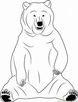 Bear Coloring Sitting Pages Coloringpages101 Designlooter 05kb Color sketch template