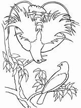 Coloring Bird Paradise Pages Quetzal Blue Birds Drawing Supercoloring Para Paradis Rainforest Printable Outlines Getcolorings Print sketch template
