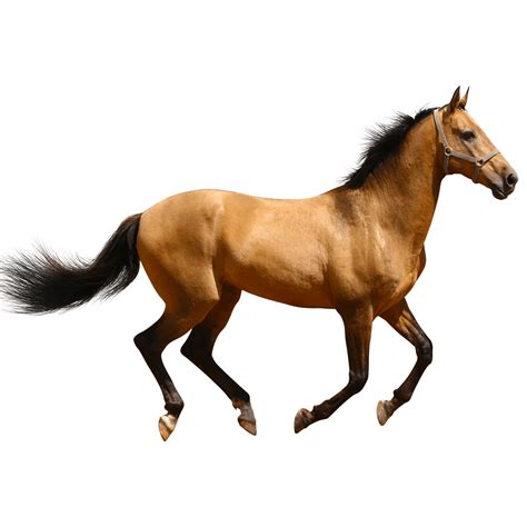 horse running brown sideview transparent png stickpng