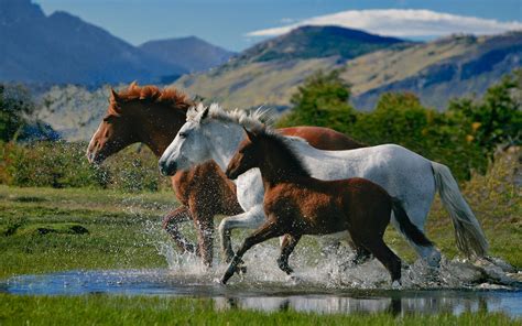 horse image   atstephanieh hd horse wallpapers