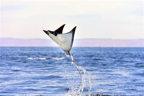 manta rays jump    water manta ray advocates hawaii