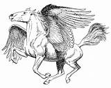 Pegasus Coloring Aripi Planse Colorat Mythologie Cavalo Mythology Pegasos Clopotel Fairy Animale Cavalos Mythological Winged Fise sketch template