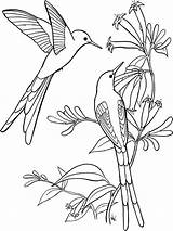 Coloring Pages Hummingbird Birds Hummingbirds sketch template