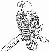 Coloring Bald Eagle sketch template