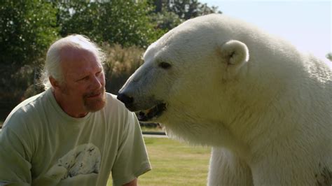 this polar bear purrs when she sees her human dad the