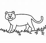 Panthera Coloring Coloringcrew sketch template