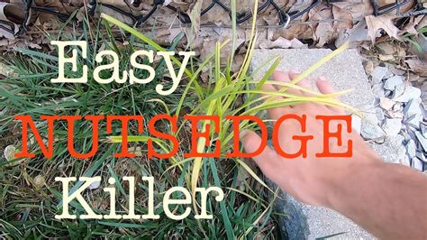 How To Get Rid Of Nutsedge In The Lawn Youtube