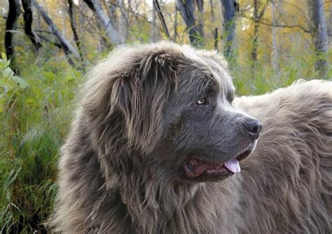 extra large dog breeds  lovers  huge  giant dogs