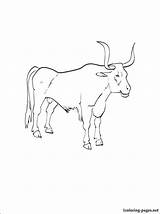 Ox Coloring Printable Musk Getcolorings Oxen Pages sketch template