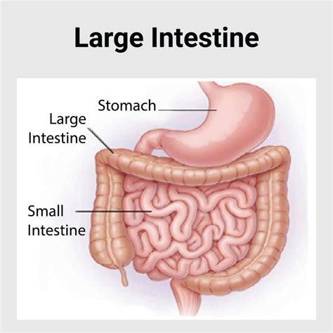 large intestine disease  gastroenterology hospital  india