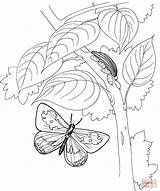 Coloring Butterfly Pages Tree Caterpillar Flying Printable Drawing Colorings Public sketch template