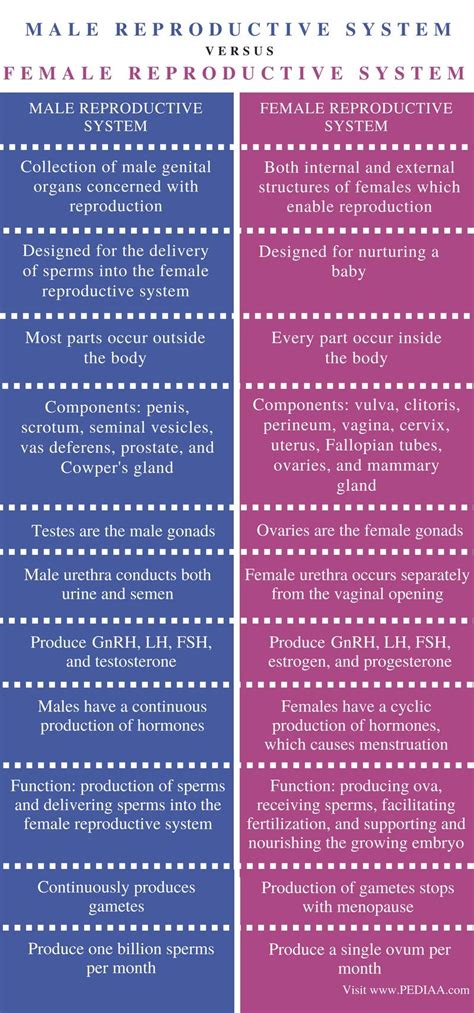 Difference Between Male And Female Reproductive System Comparison