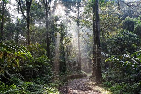 rainforest facts biome animals plants climate  factsnet