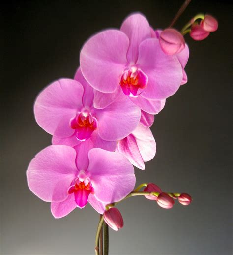 ten exquisite pink orchid flowers  spring orchidaceous orchid blog