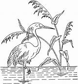 Heron Coloring Pages Standing Foot sketch template
