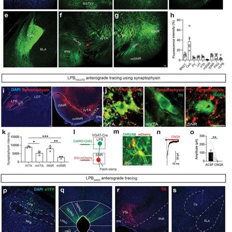 Lpb Targeted Snr Neurons Innervate Vta Da Neurons Directly And