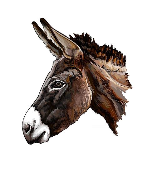 donkey head portrait   splash  watercolor colored drawing