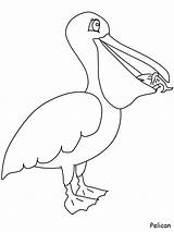 Pelican Coloring Pages Pelicans Animals Birds Color Printable Template Clipart Boyama Colouring Bird Pdf Orleans Coloriage Kuş Drawings Kids Comment sketch template