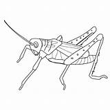 Grasshopper Coloring Pages Animals Sauterelle Printable Clipart Dessin Coloriage Kb Imprimer Library Drawing Popular Books sketch template