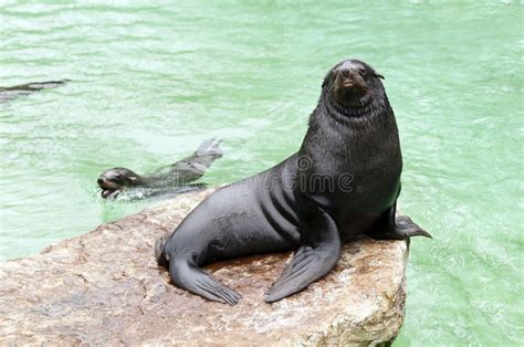 brown fur seal royalty  stock photography image