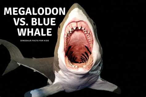 megalodon  blue whale dinosaur facts  kids