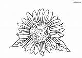 Sonnenblume Mit Malvorlage Sheet Sunflowers Blättern Ausmalbild Sonnenblumen sketch template