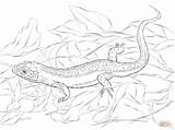 Coloring Lizard Pages Basilisk Collared Lézard Toad Library Clipart Sand Line Choose Board Comments sketch template