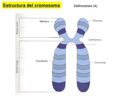 Resultado De Imagen Para Cromosomas Estructura Y Funcion Cromosomas Images