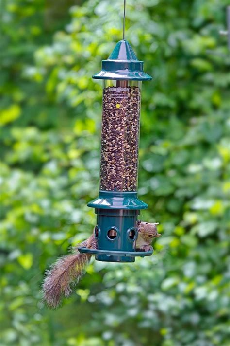 buy brome squirrel buster  bird feeder   canadian pricing urban nature store