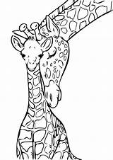 Giraffe Giraffa Pianetabambini Stampare Potrete Desiderata Diretta Stamparla Salvarla Maniera Scaricarla Ingrandita Tramite Vostro Oppure sketch template