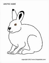 Hare Arctic Template Coloring Templates Pages sketch template